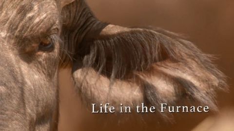 Life in the Furnace