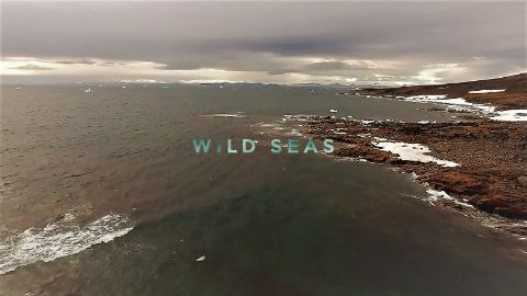 Wild Seas