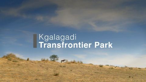 Kgalagadi Transfrontier Park