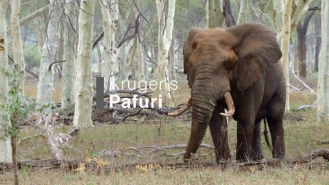 Kruger's Pafuri