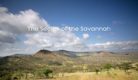 The Secret of the Savannah