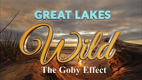 The Goby Effect