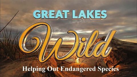 Helping Out Endangered Species