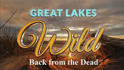 Back from the Dead
