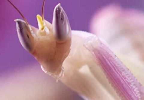 Insect Eaters