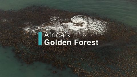 Africa's Golden Forest