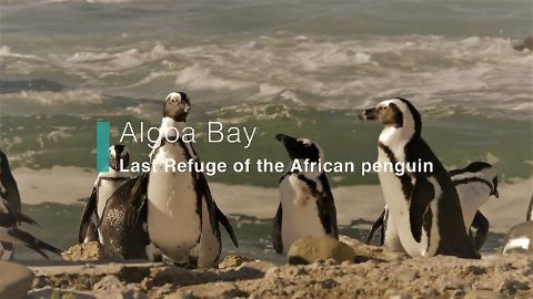 Algoa Bay: Last Refuge of the African Penguin