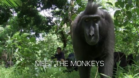 Meet the Monkeys