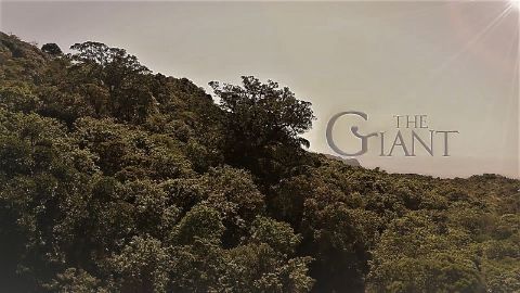 The Giant