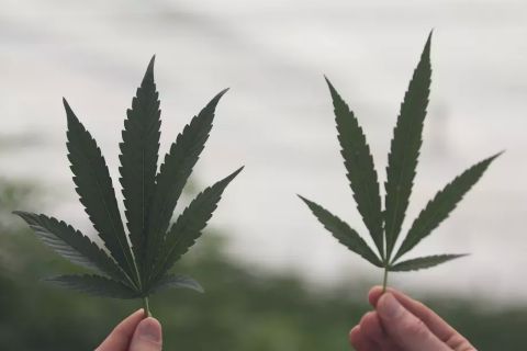 Weed