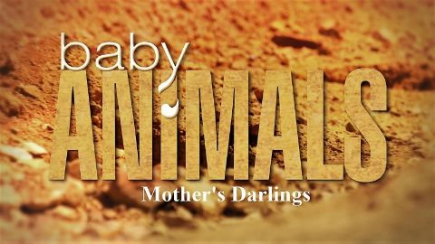 Mother's Darlings