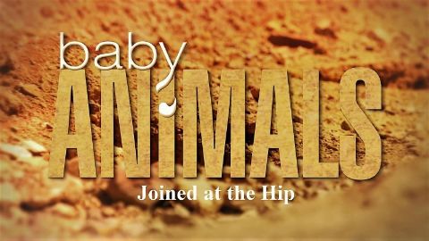 Joined at the Hip