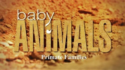 Primate Families