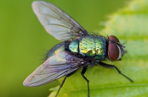 Fly on the Wall