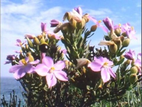 Flowering