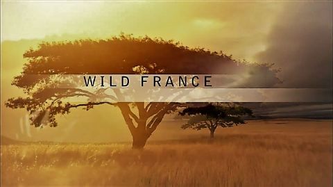 Wild 