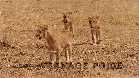 Teenage Pride