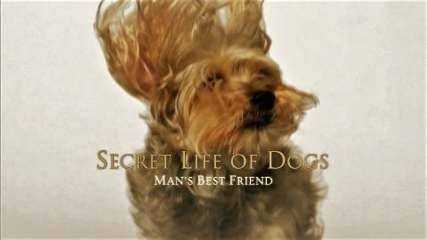 Man's Best Friend