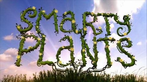Smarty Plants