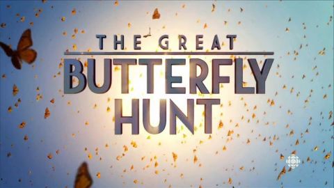 The Great Butterfly Hunt
