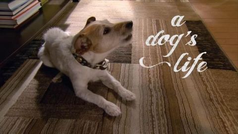 A Dog's Life