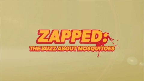 Zapped: The Buzz About Mosquitoes