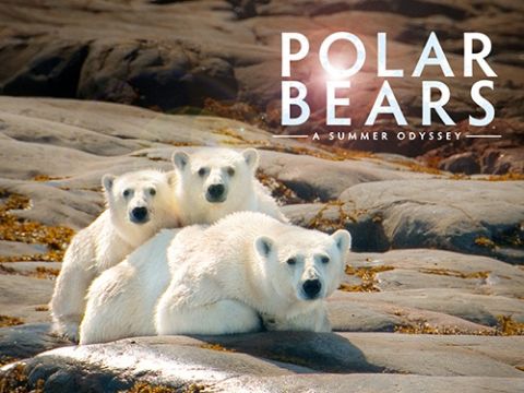Polar Bears: A Summer Odyssey