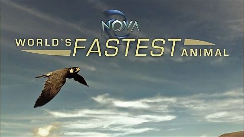 World's Fastest Animal