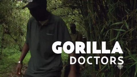 Gorilla Doctors