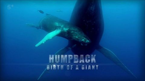 Humpback Whale: Birth of a Giant